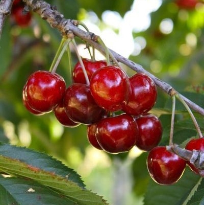 Cerises rouges
