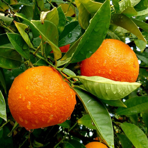 Oranges