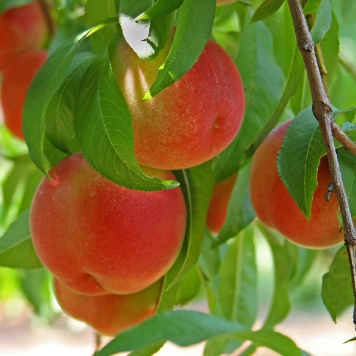 Pêche